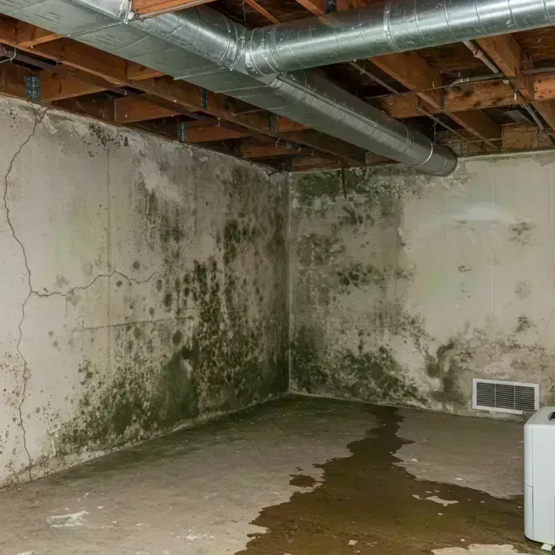 Professional Mold Removal in Simpson County, KY